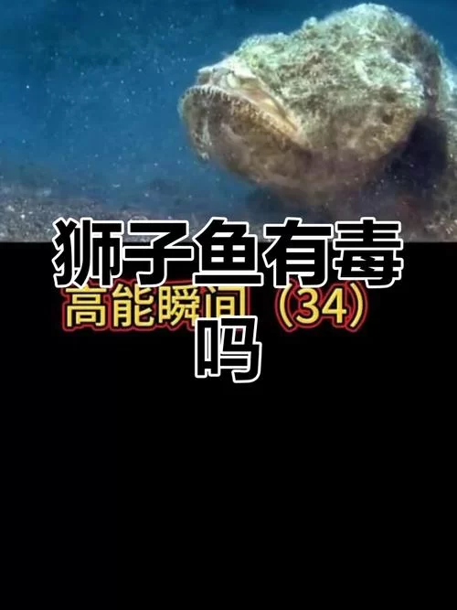 鱼筱官方网站常见问题解答一站式解决你的疑惑