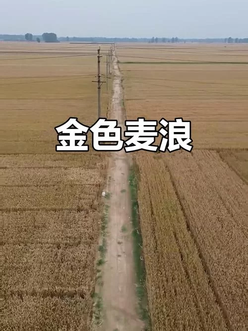 《人类黎明》河南麦田建设介绍