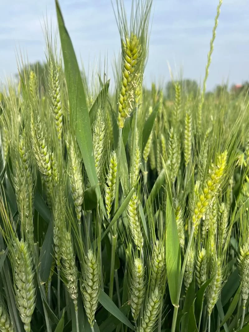 《人类黎明》河南麦田建设介绍